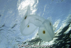 Spot-Winged Comb Jelly.Palmas Del Mar Humacao Puerto Rico... by Pedro Hernandez 